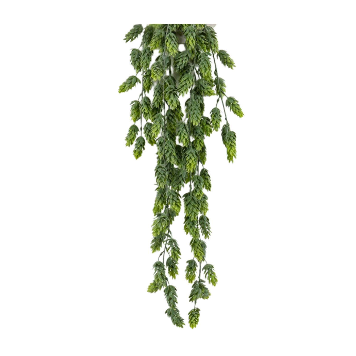 Hop Hanging Bush