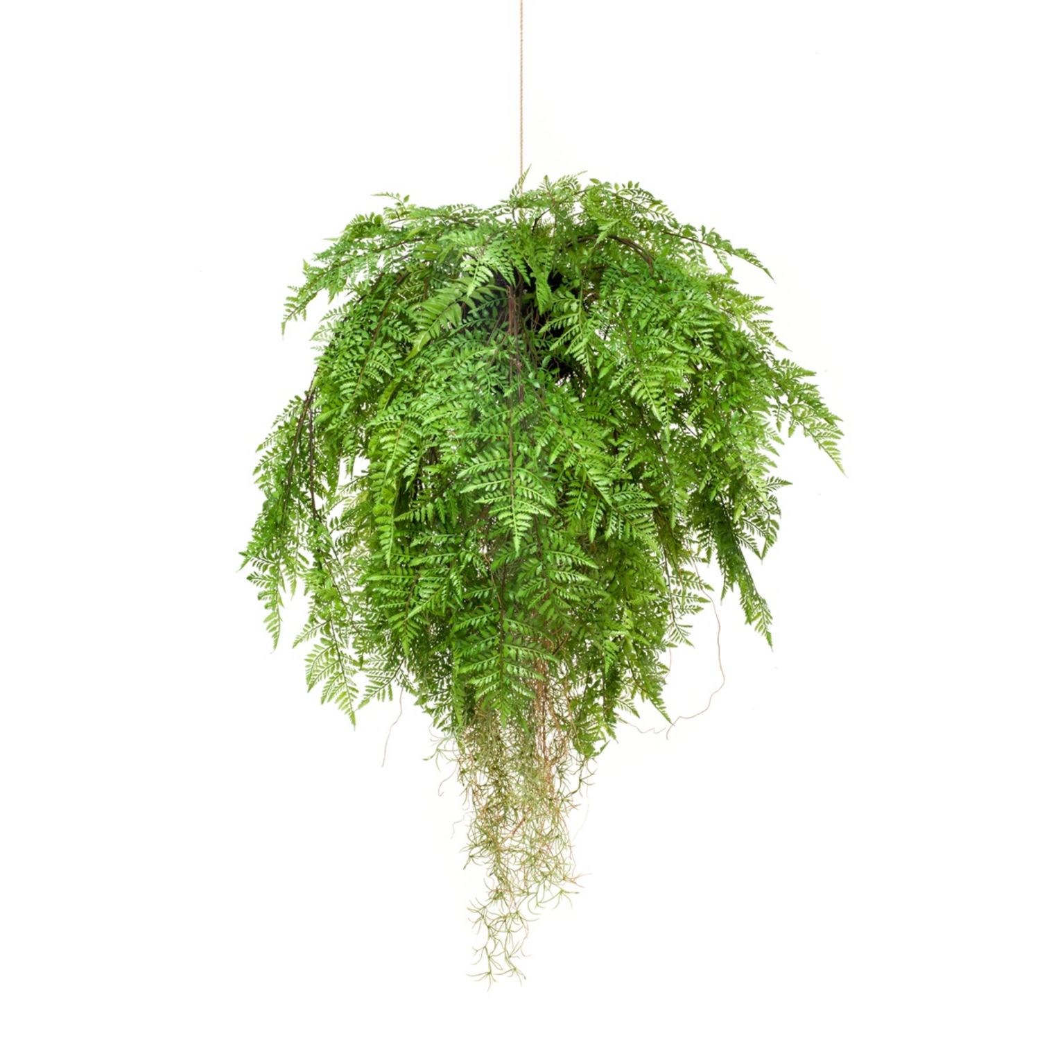 Fern with Roots 80