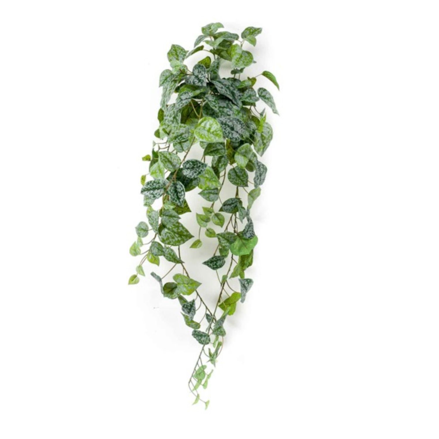 Scindapsus Hanging Bush