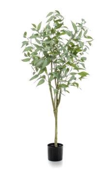 Longifolia ( Eucalyptus ) globulus tree 150cm