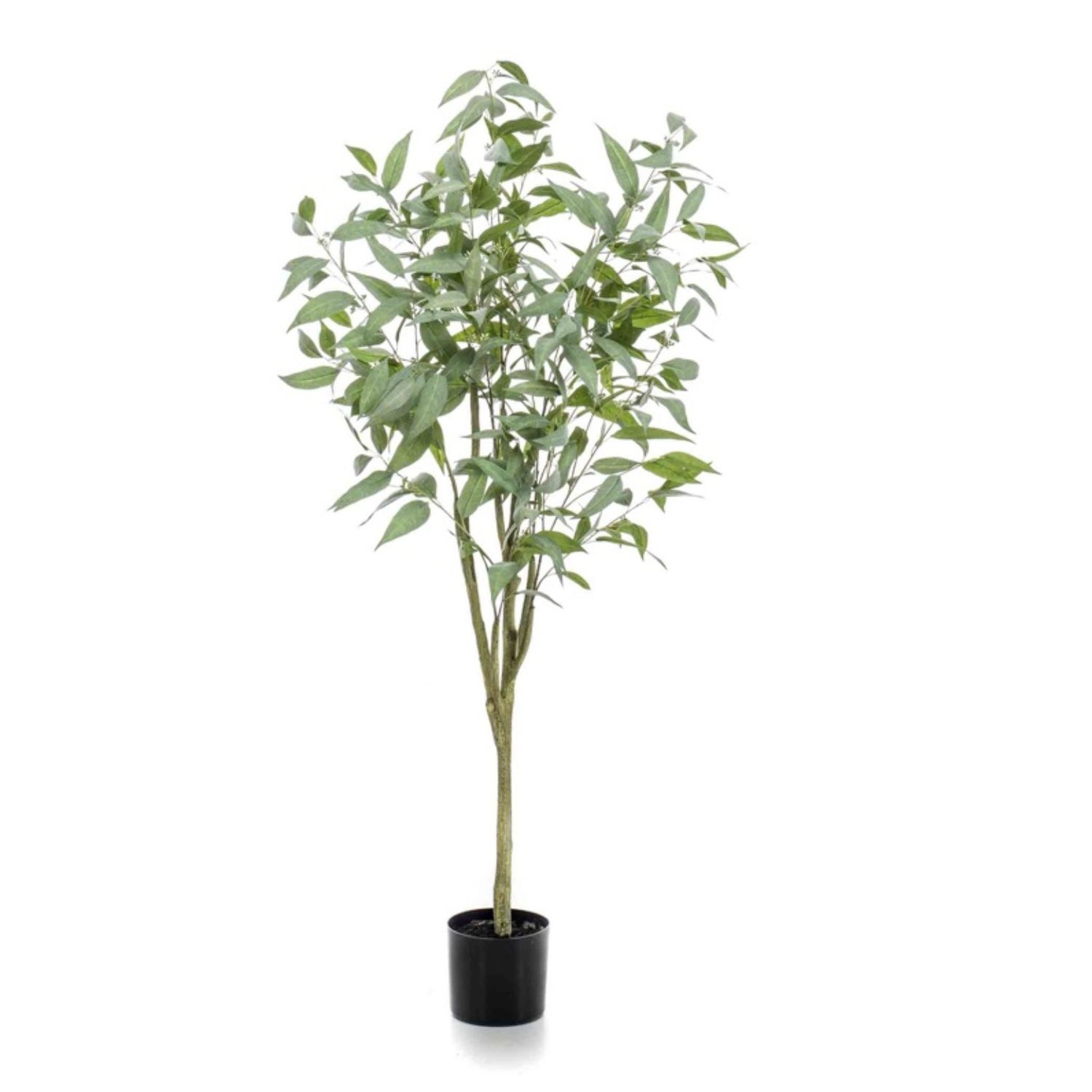 Longifolia globulus tree 150 cm
