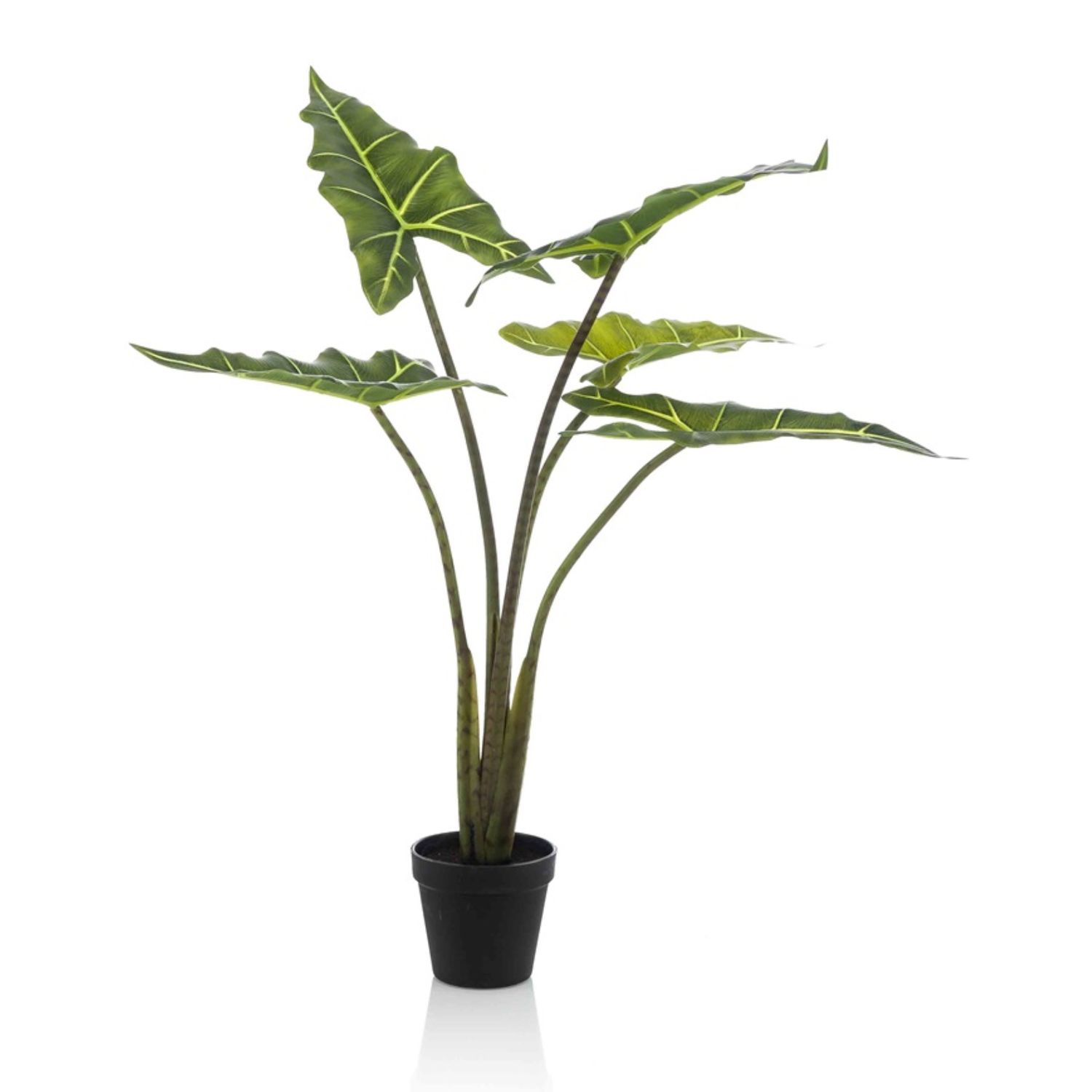 Alocasia Frydek 100 cm