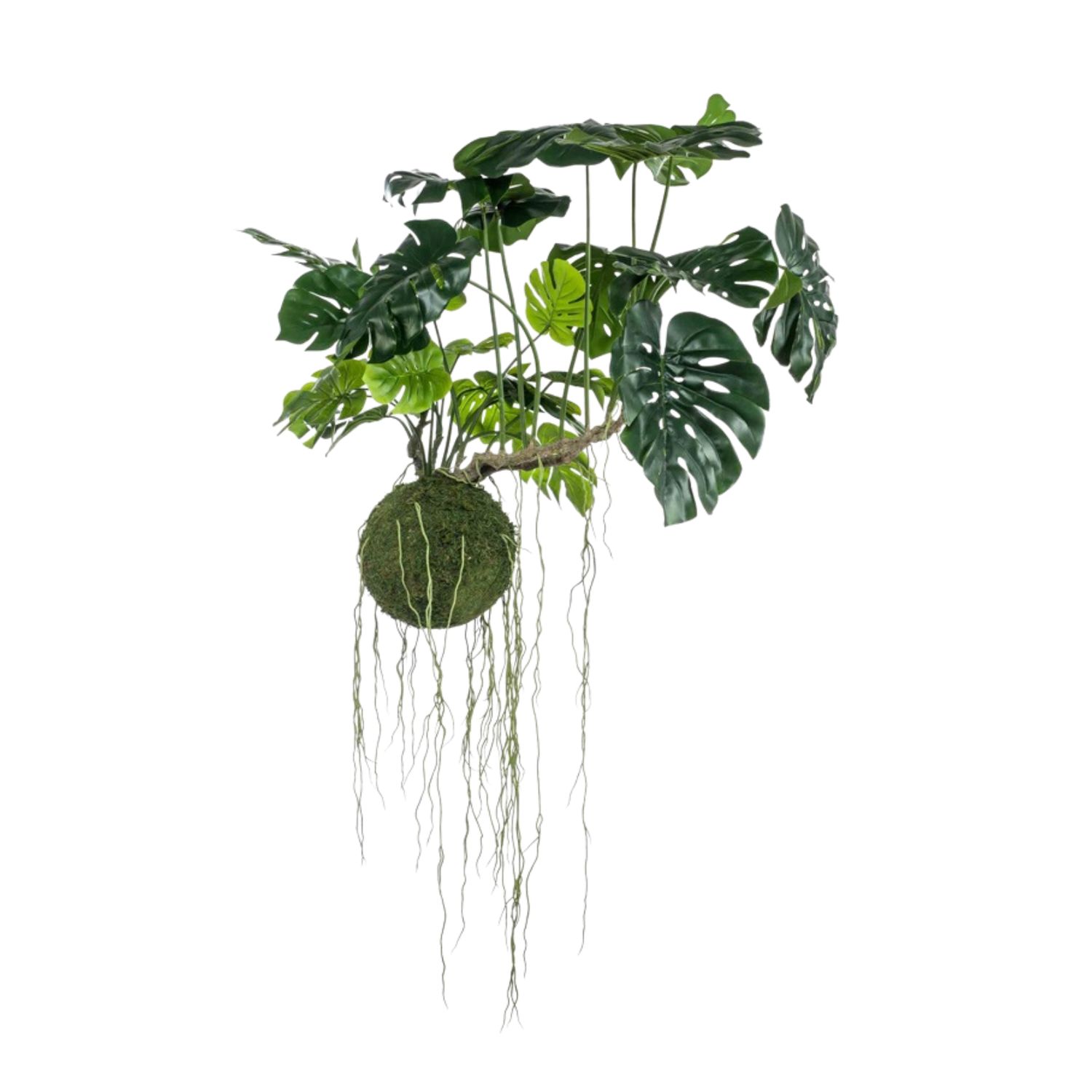 Monstera Mos ball Hanging 80