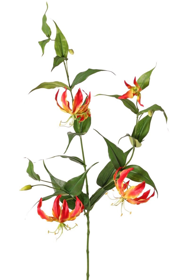 Lelie Gloriosa Oranje
