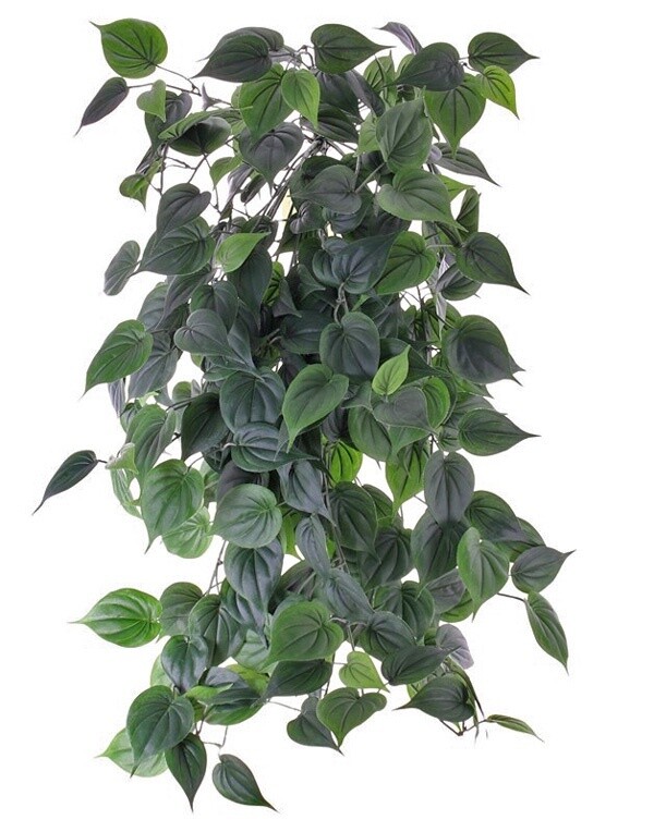 Philodendron Giant Hanger