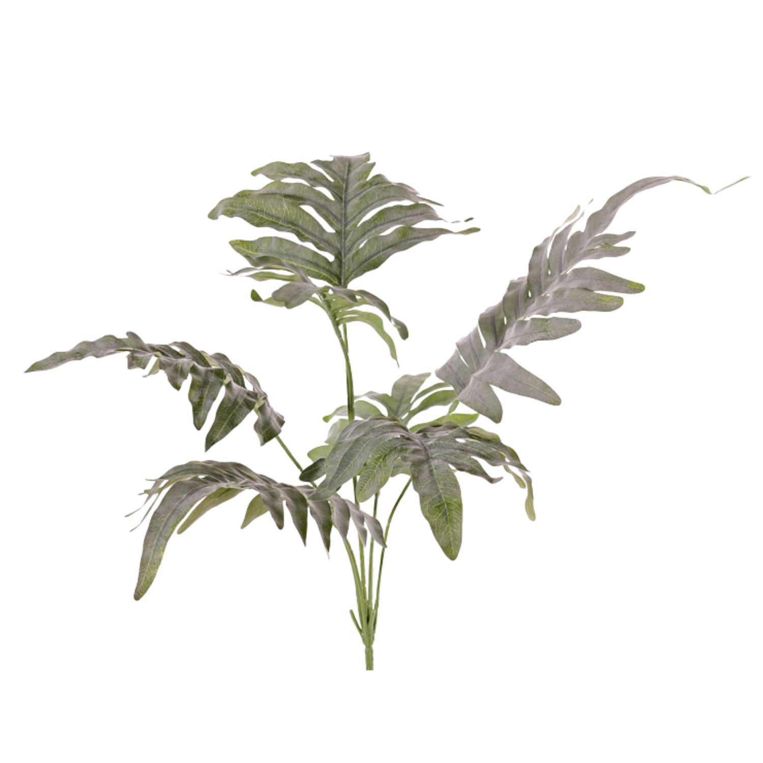Phlebodium aureum
