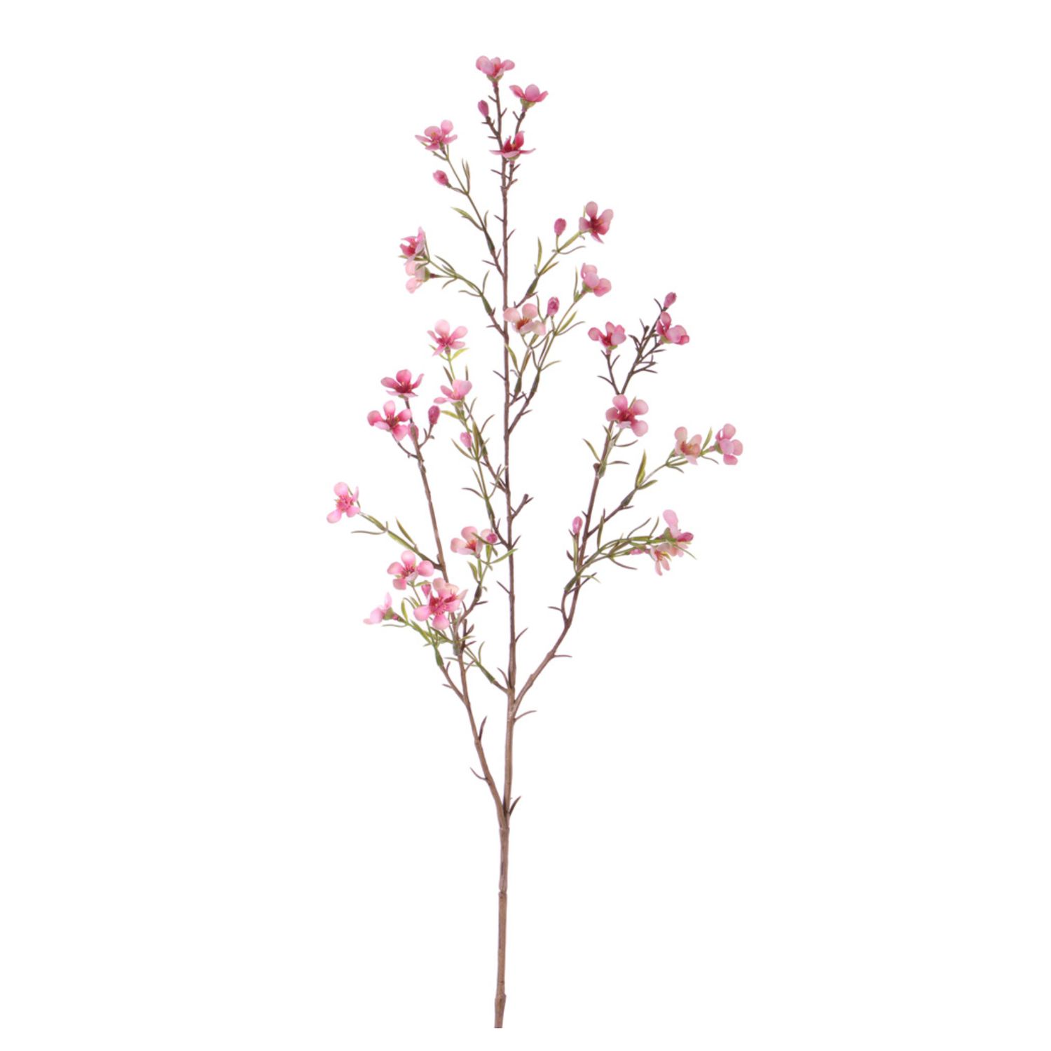 Waxbloem Roze