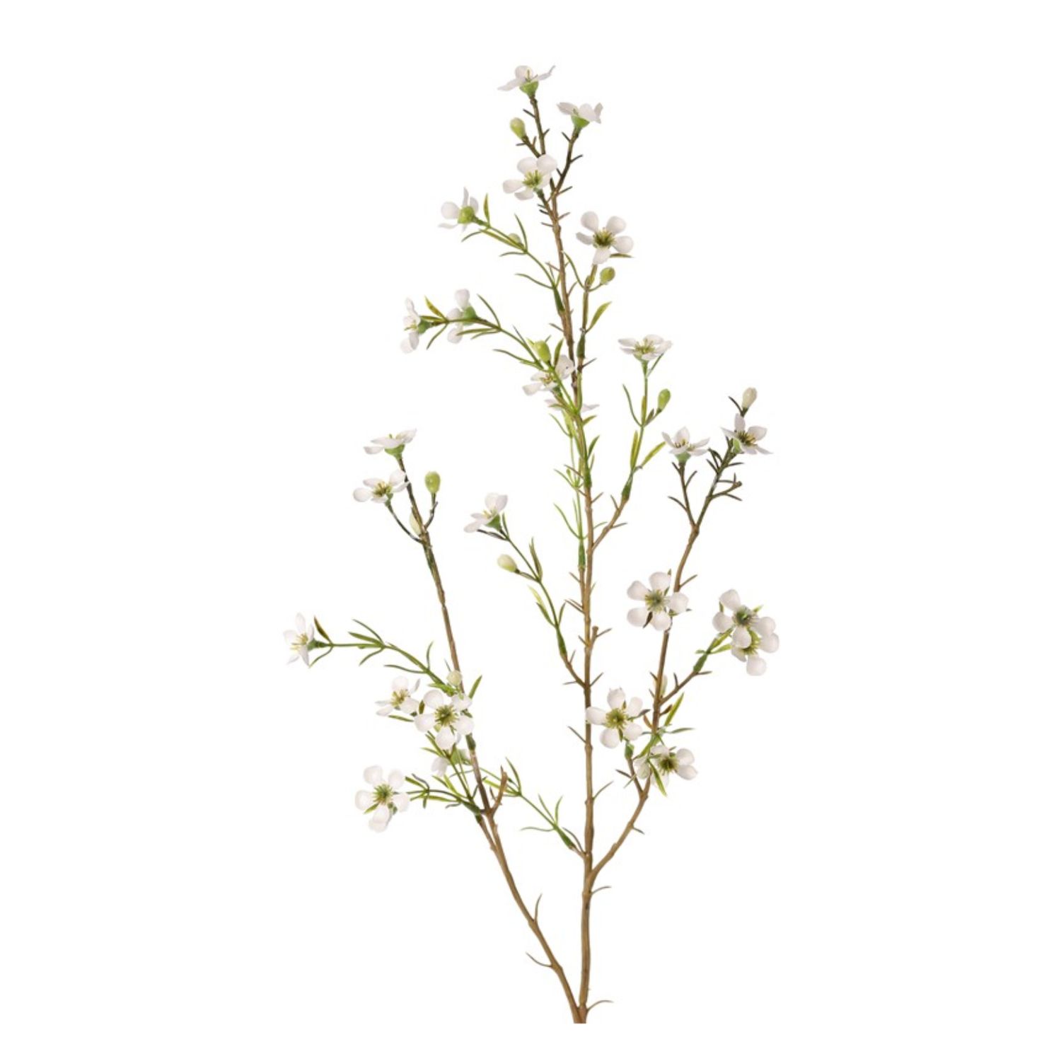 Waxbloem Cream