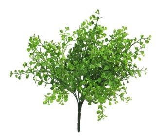 Button Bush