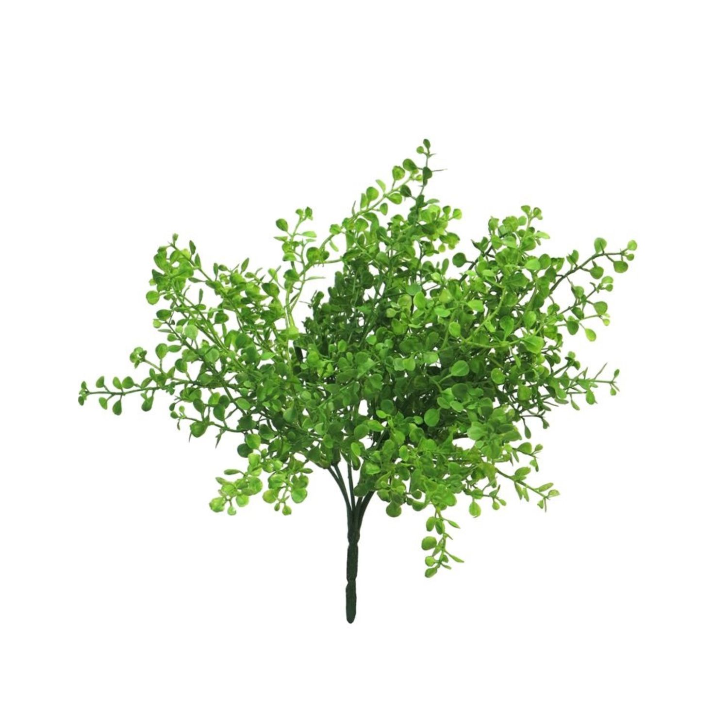 Button Bush