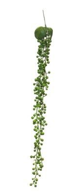 Senecio Hanger Green