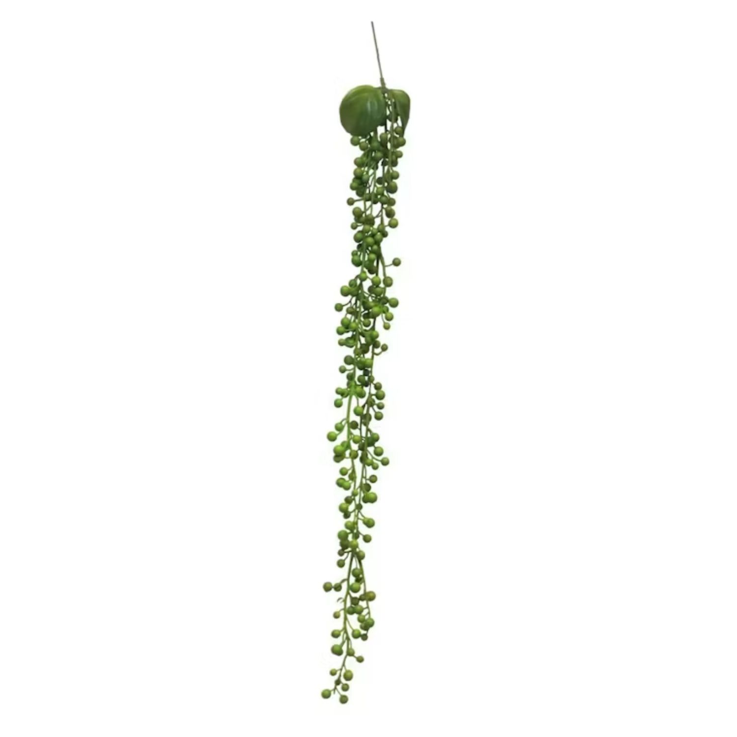 Senecio Hanger Green