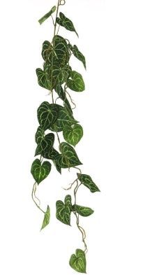 Anthurium Alba garland green