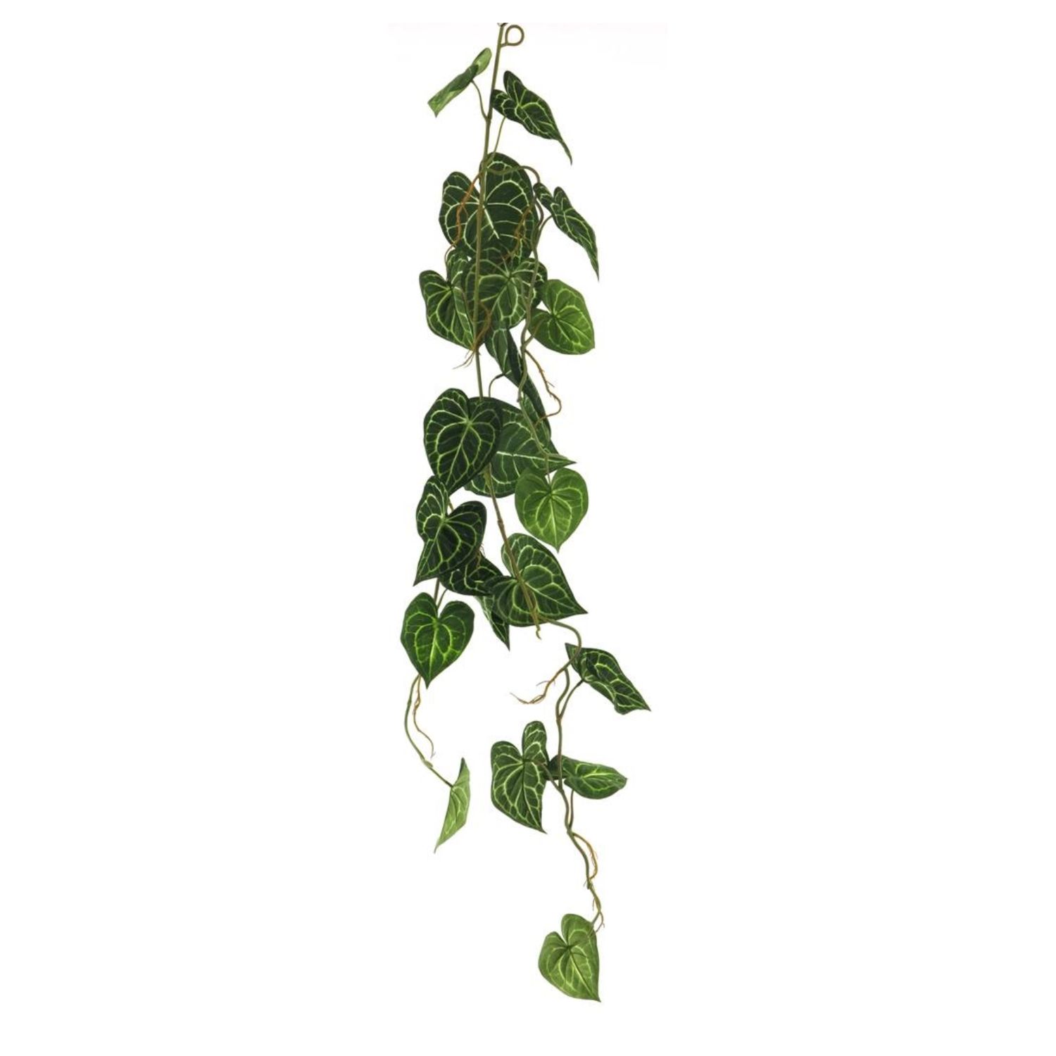 Anthurium Alba garland green