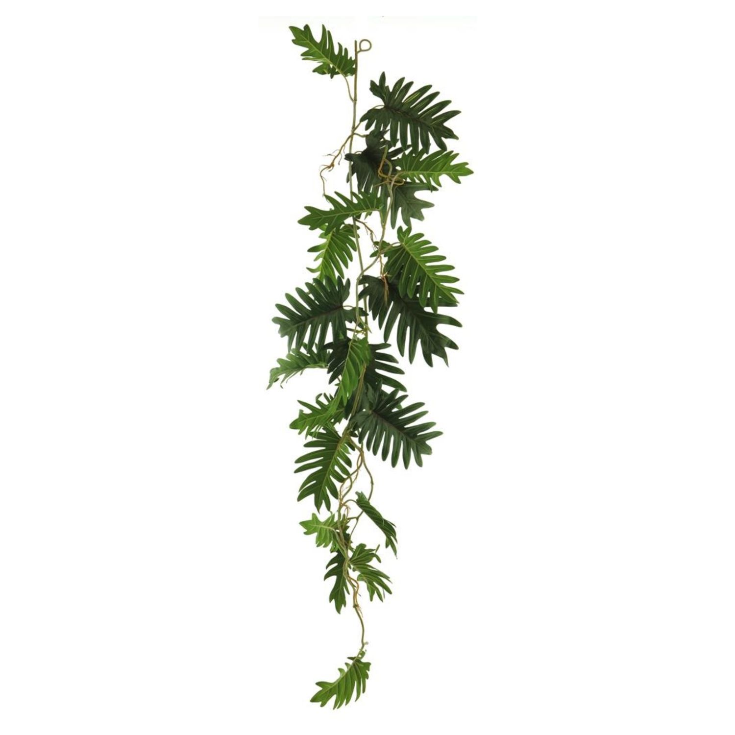 Philo selloum garland green