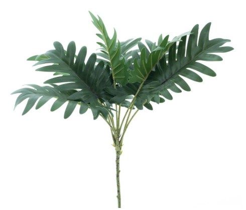 Philodendron selloum spray