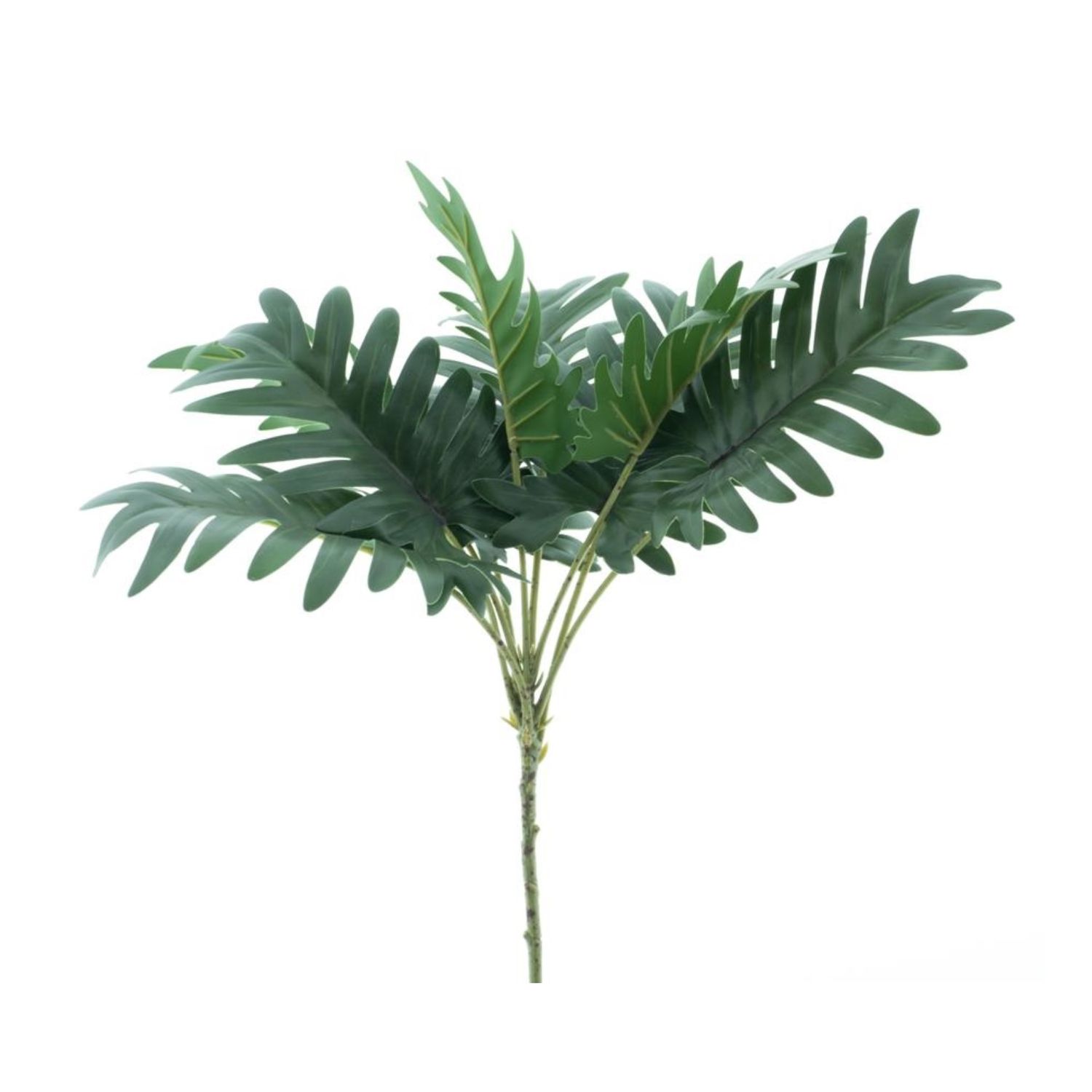 Philodendron selloum spray
