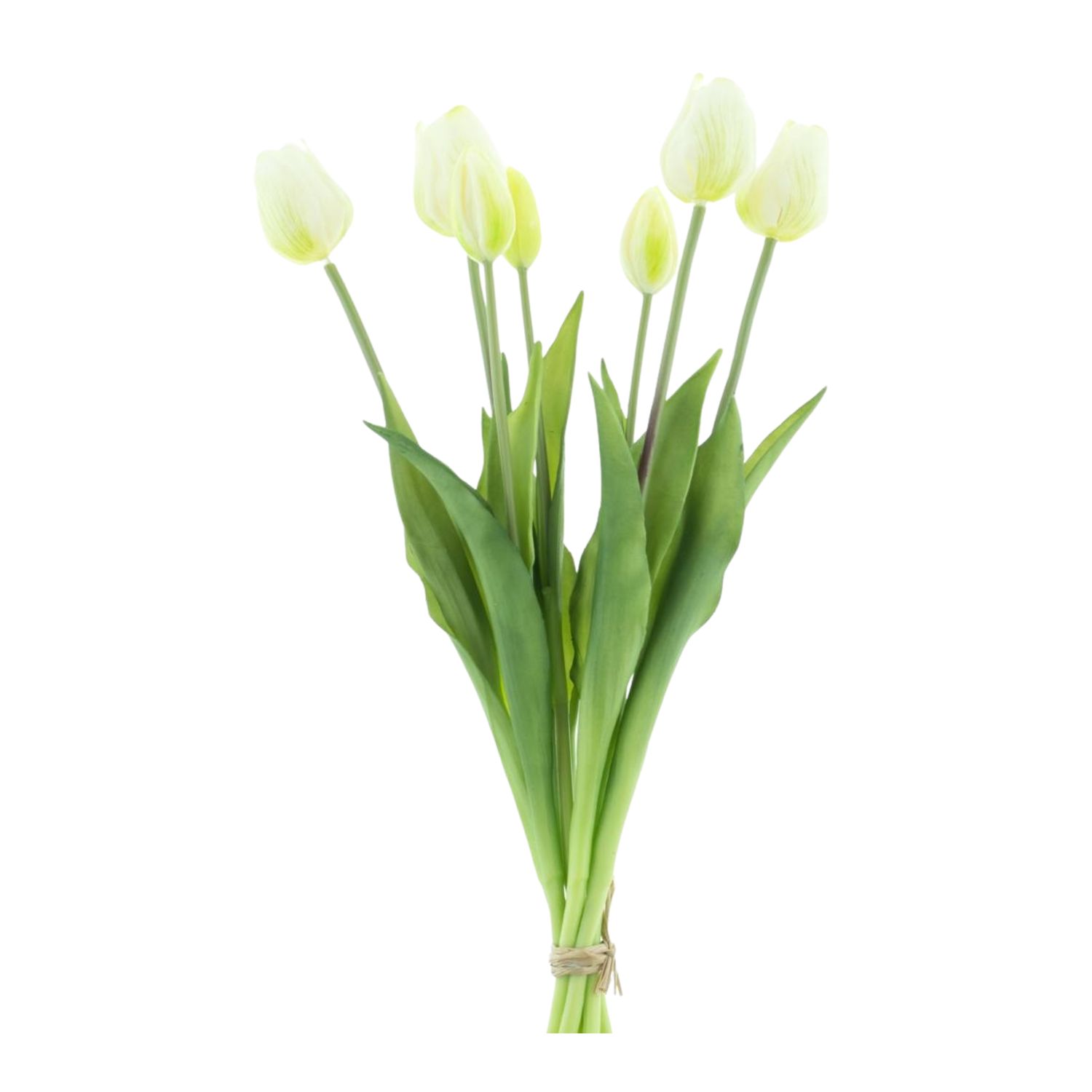 Classic tulp bundle Cream