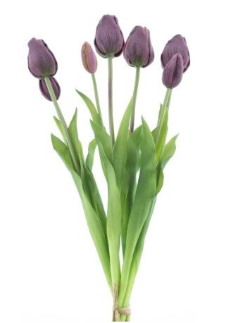 Classic tulp bundle Aubergine