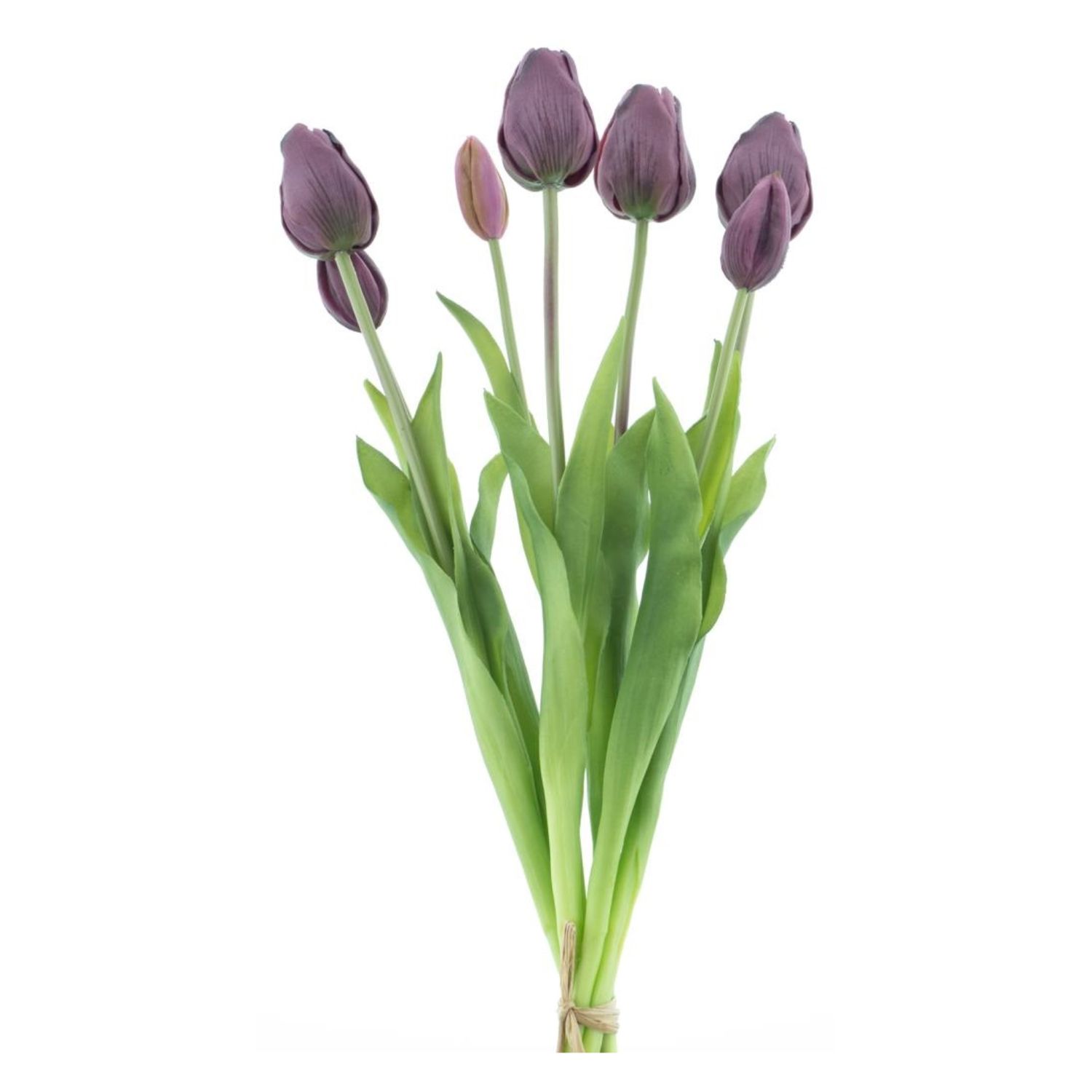 Classic tulp bundle Aubergine