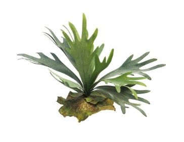 Hertshoorn 27cm