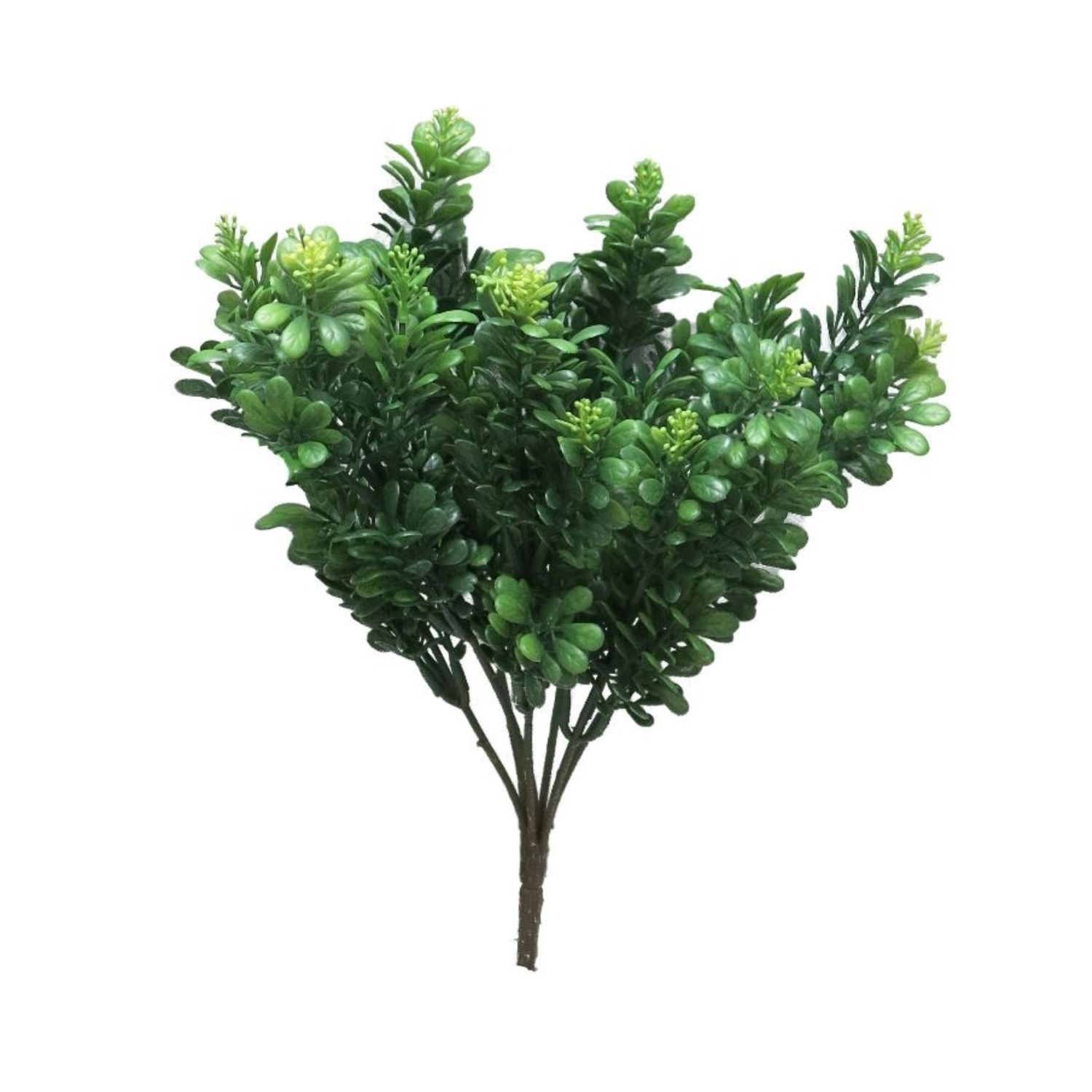 Myrthe bush