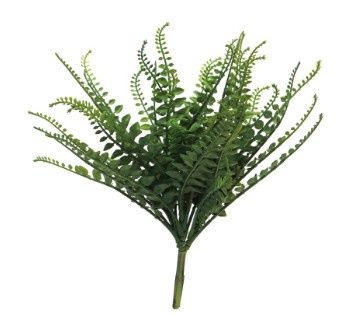 Pellaea Fern