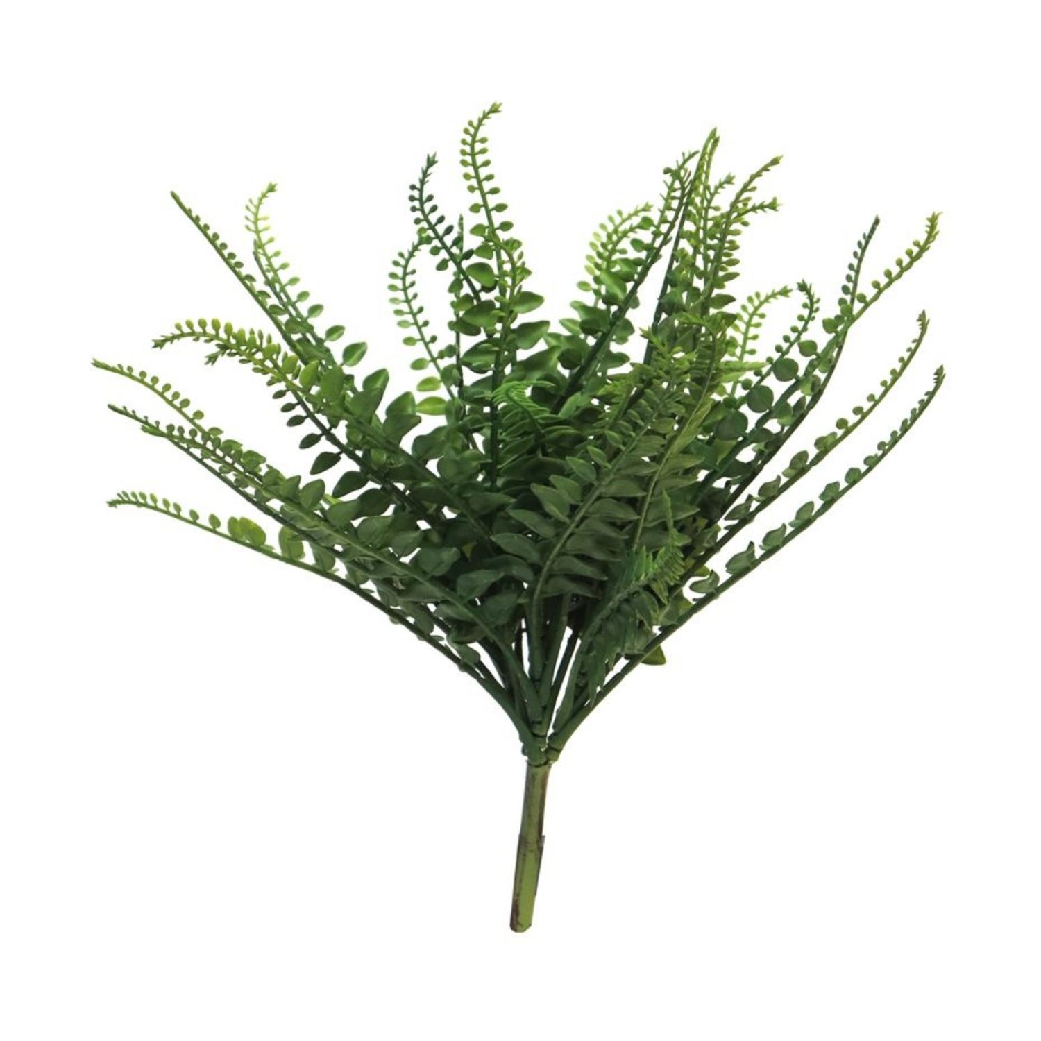 Pellaea Fern
