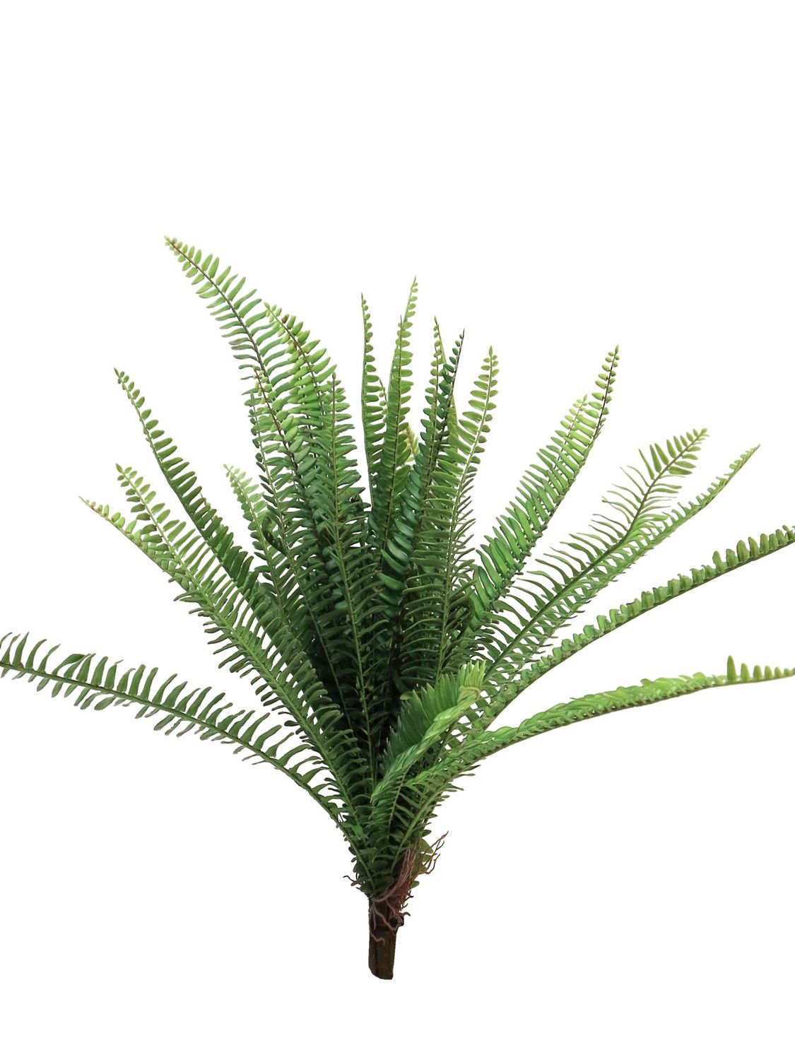 Fern UV 60cm