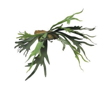 Hertshoorn 50 cm