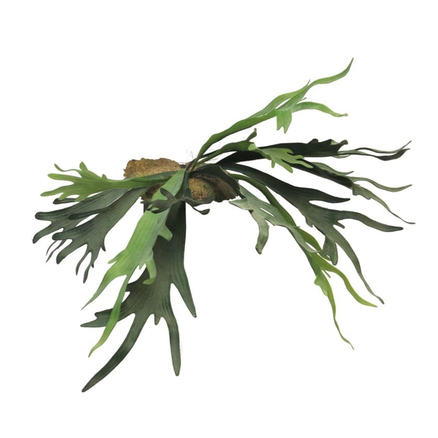 Hertshoorn 50 cm