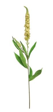 Veronica spray peach