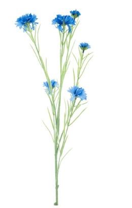 Centaurea spray Yuki blue