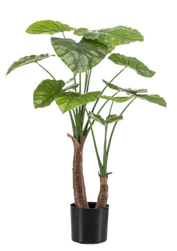 Alocasia Calidora 100 cm