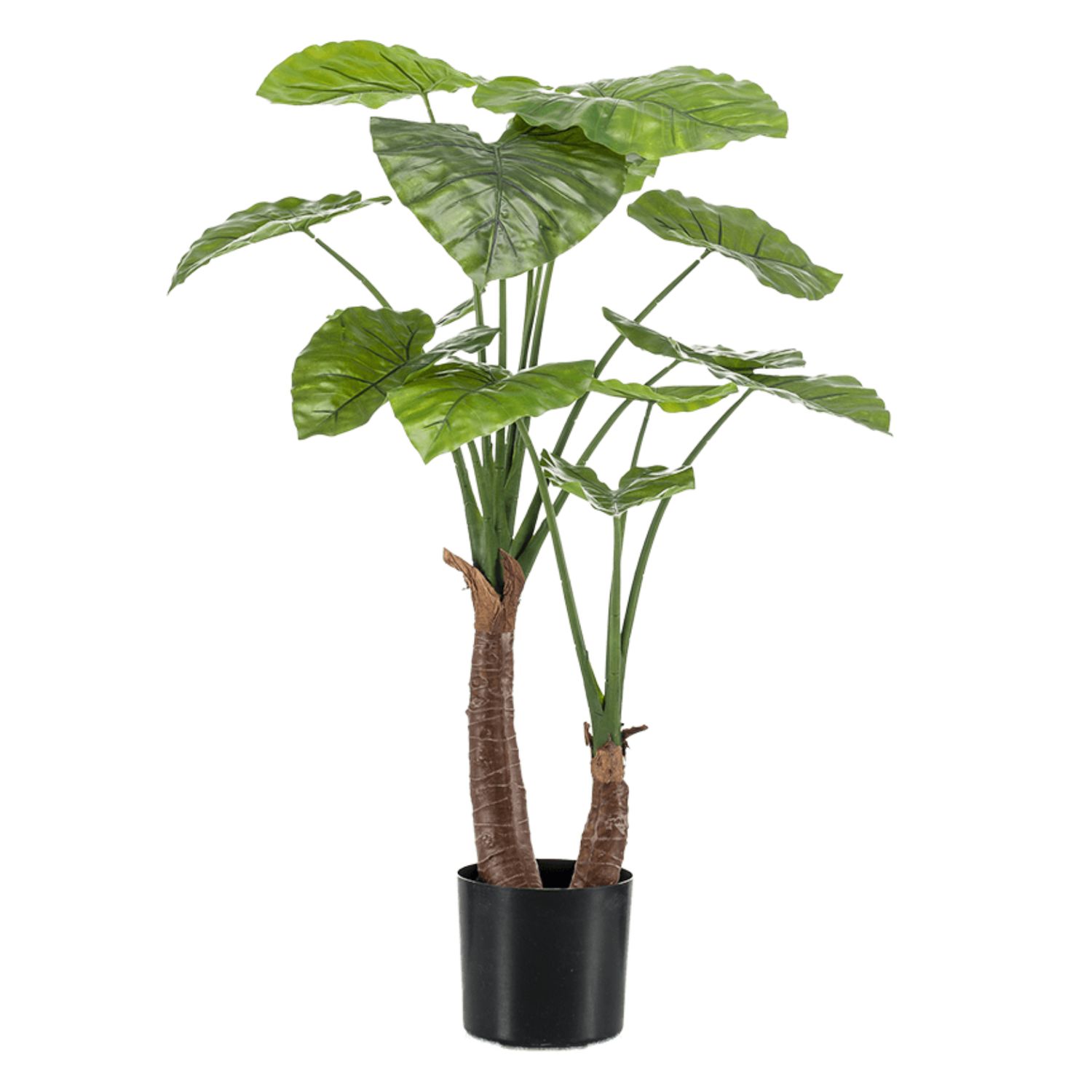 Alocasia Calidora 100 cm