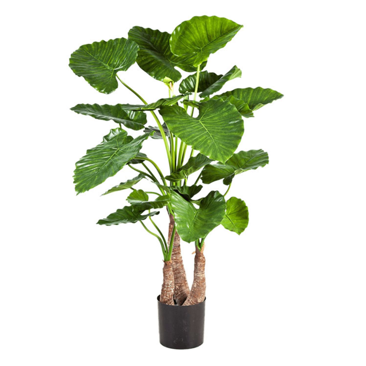 Alocasia Calidora  3stam 120 cm