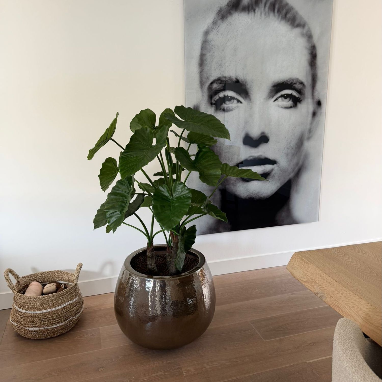 Alocasia Calidora  3stam 120 cm