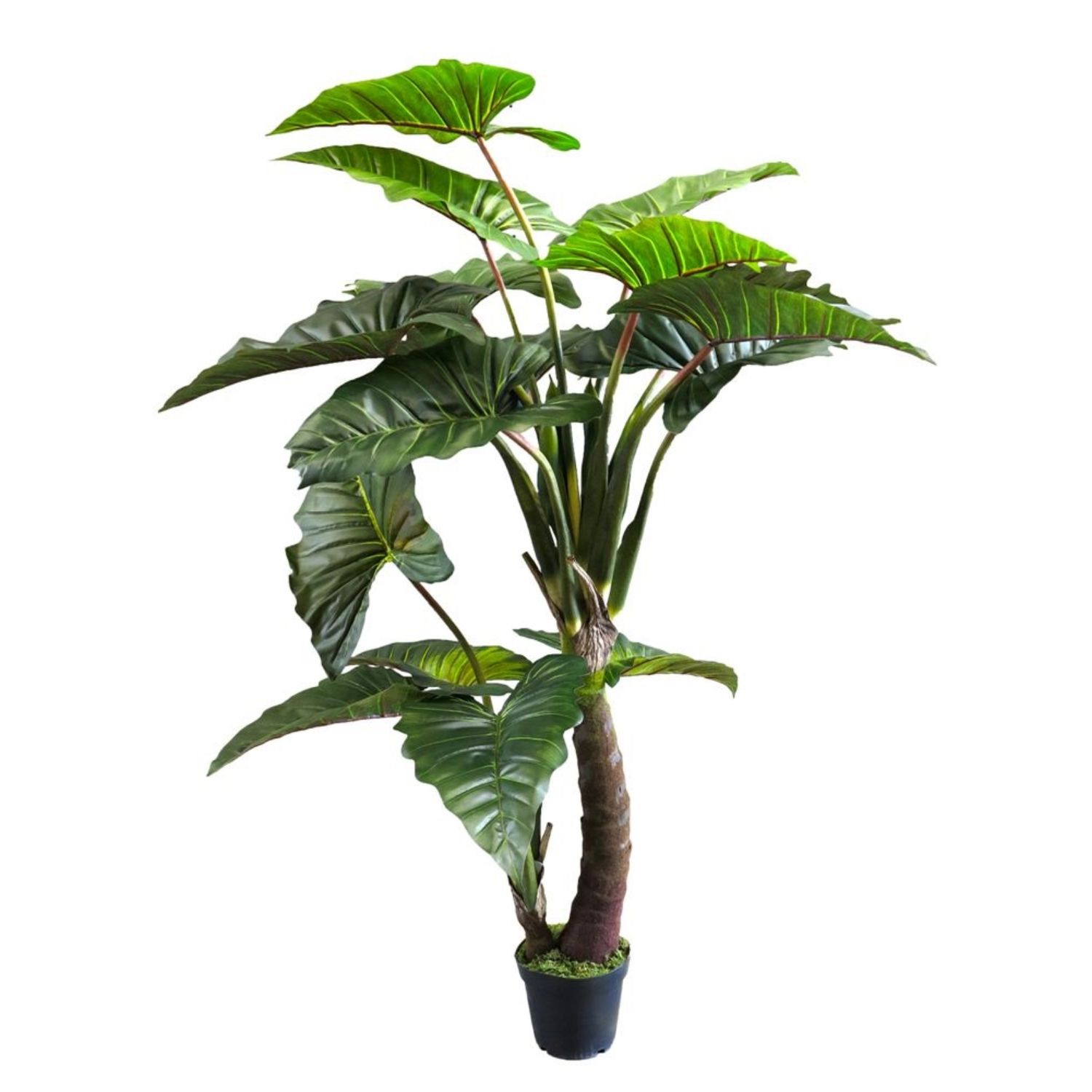 Caladium Gigantium Green 220 cm