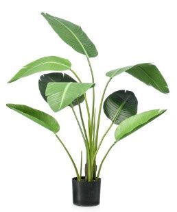 Strelitzia 120 cm