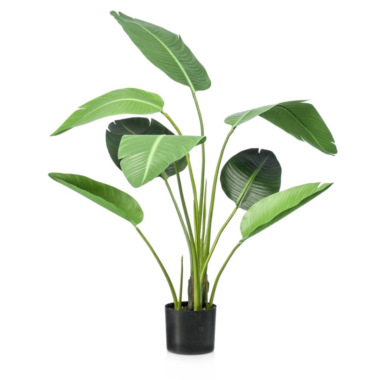 Strelitzia 120 cm