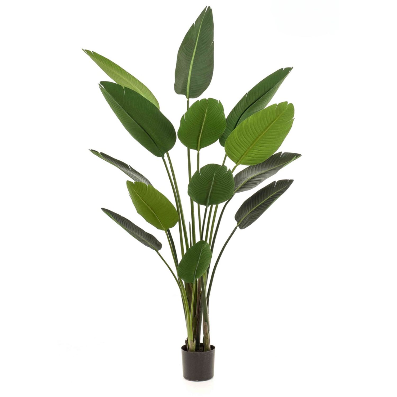 Strelitzia 190 cm
