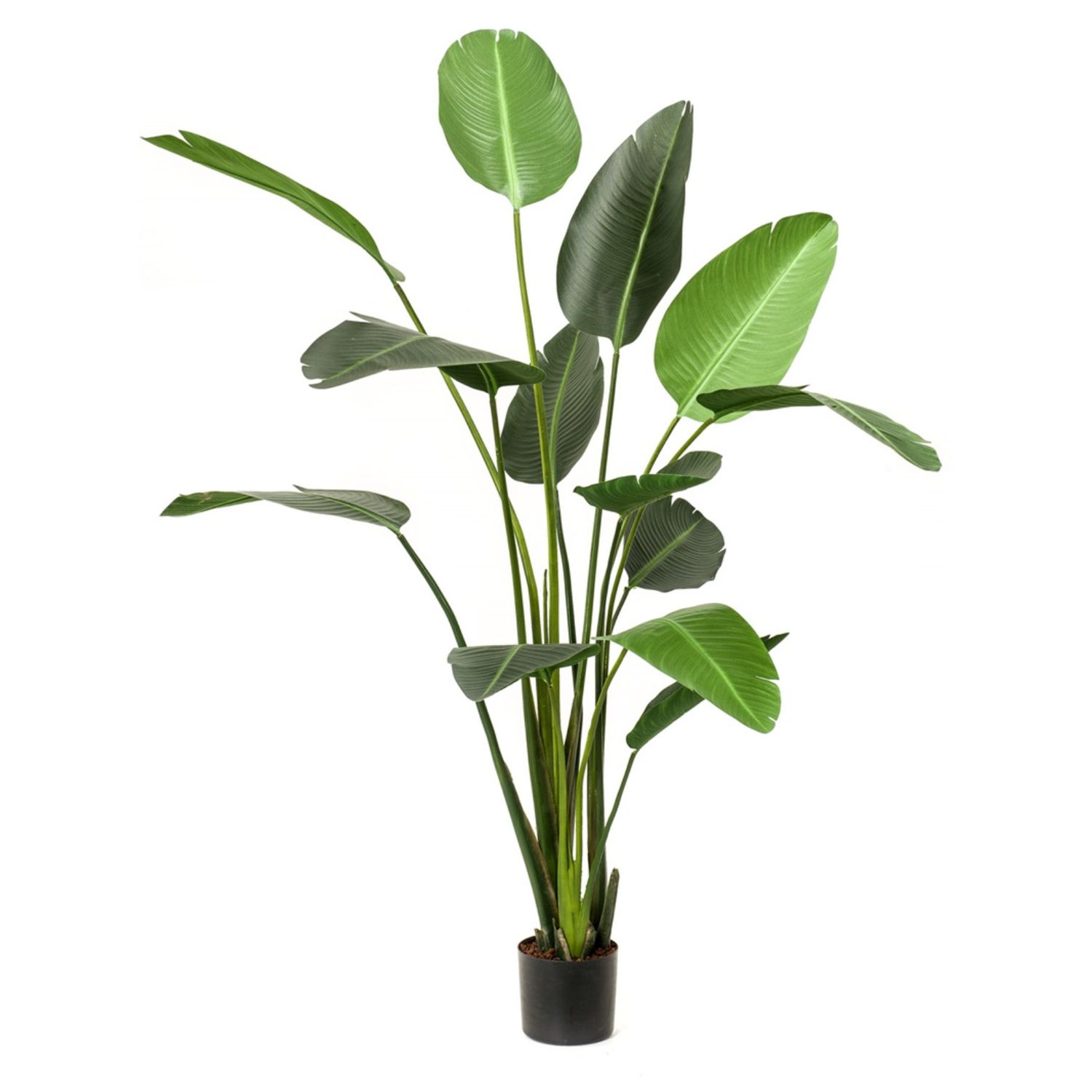 Strelitzia 230 cm