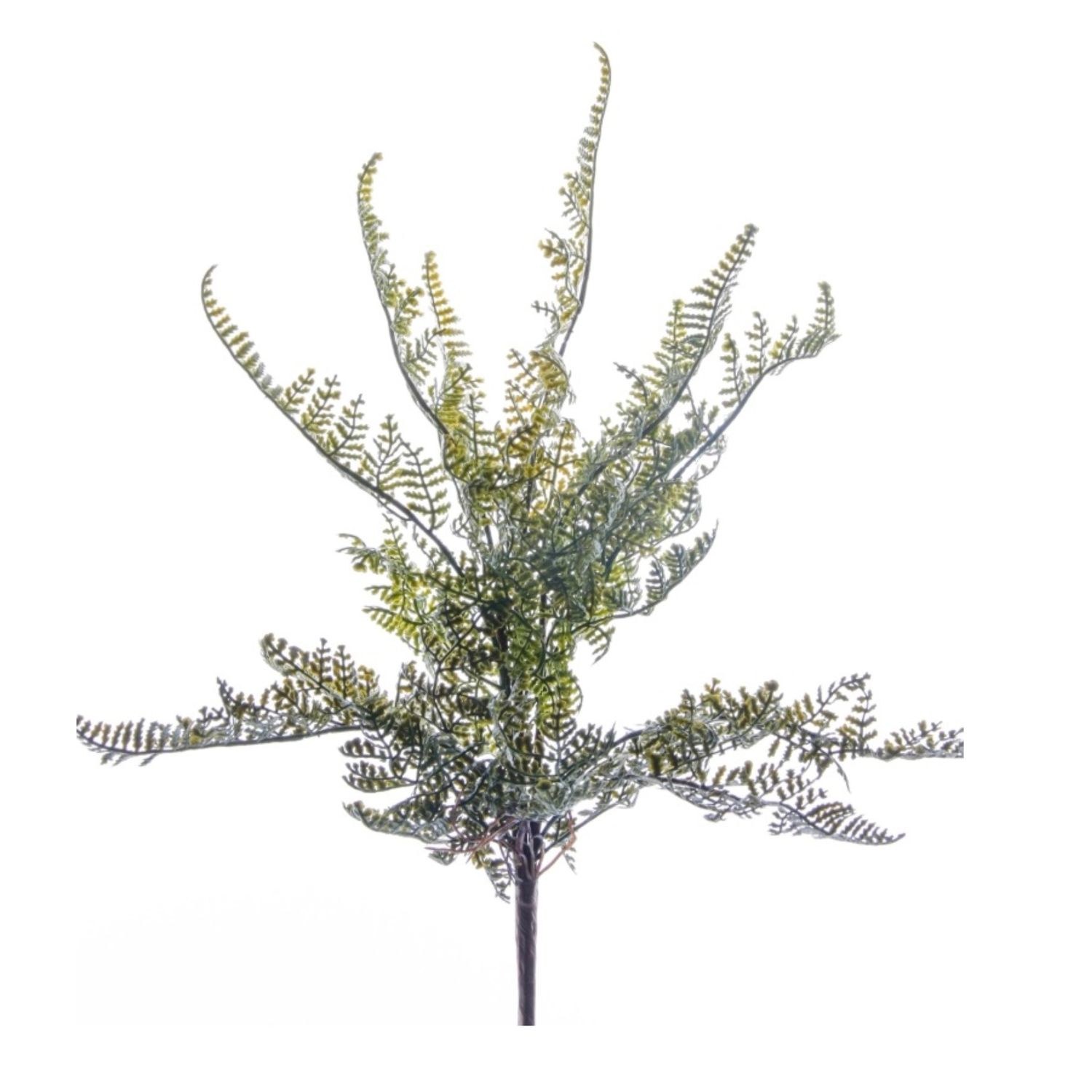 Fern Forest Bush