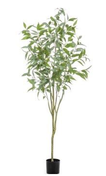 Longifolia (Eucalyptus) Globolus Tree 195 cm