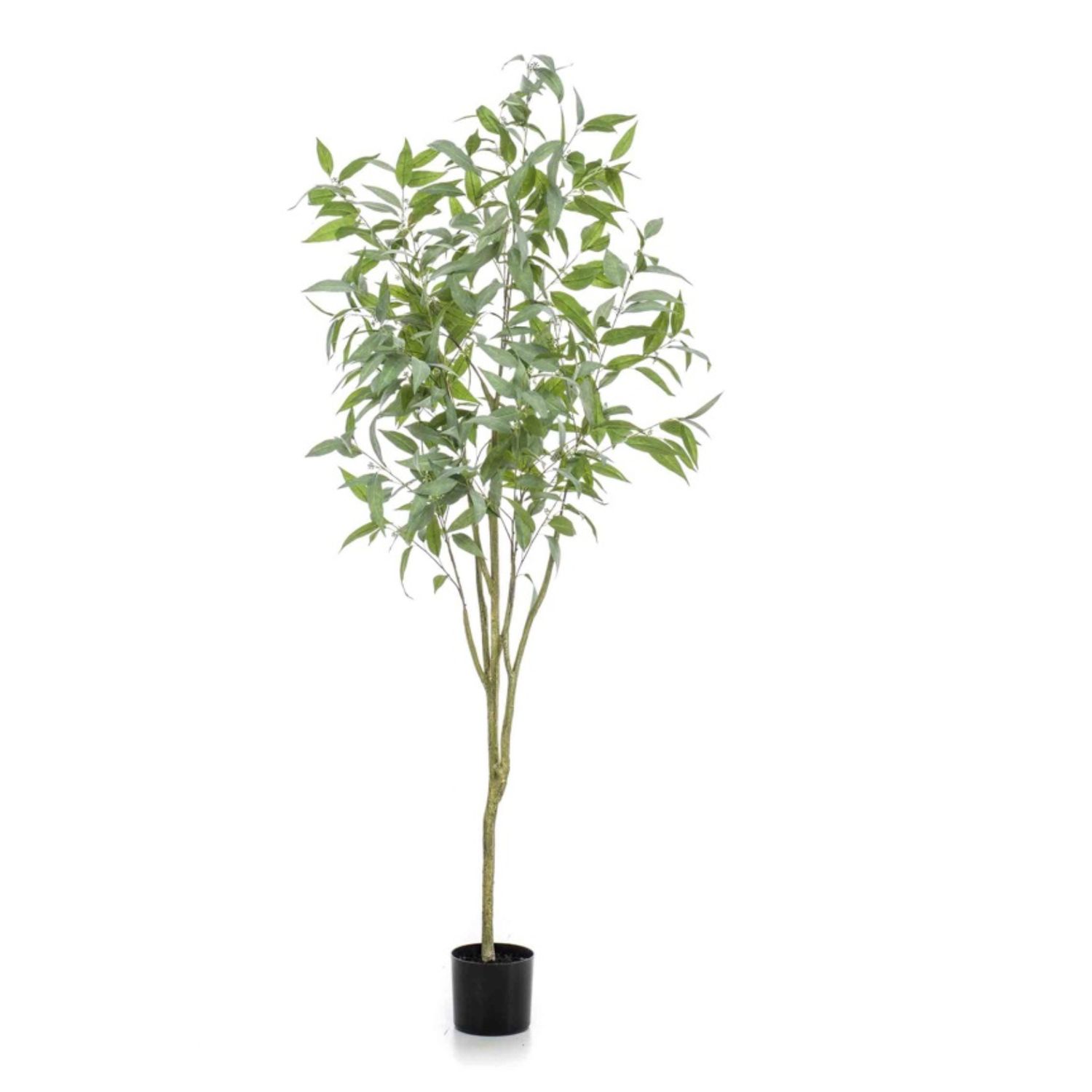 Longifolia Globolus Tree 195 cm