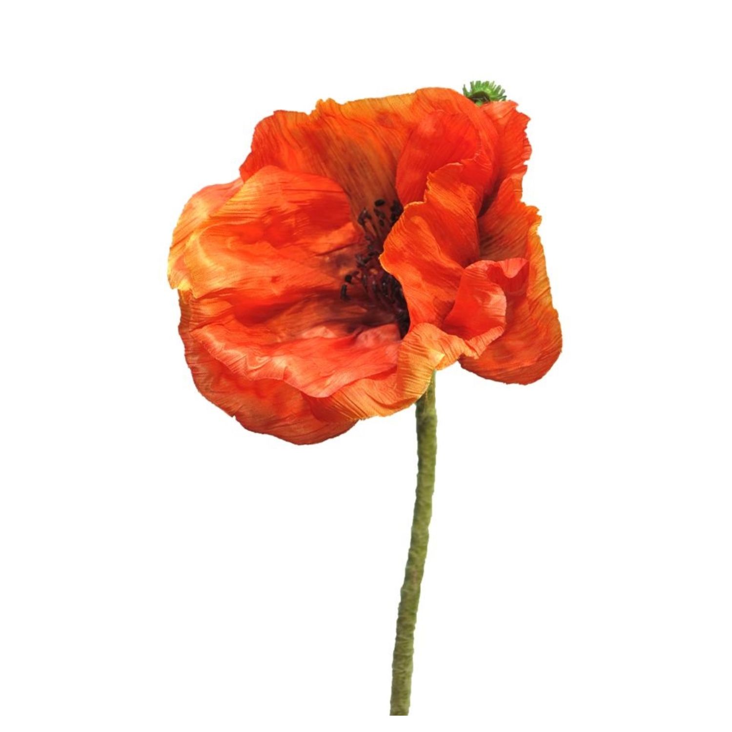 Papaver Orange