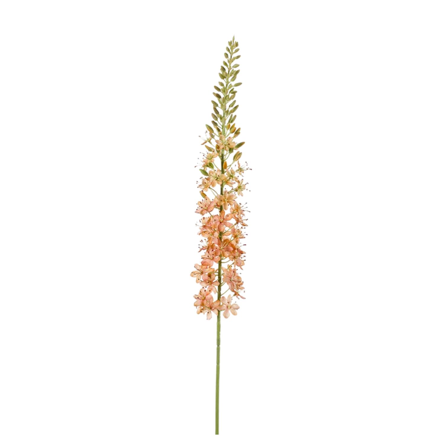 Eremurus spray peach