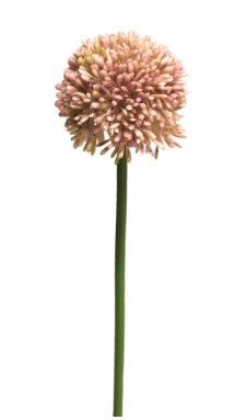 Allium pink