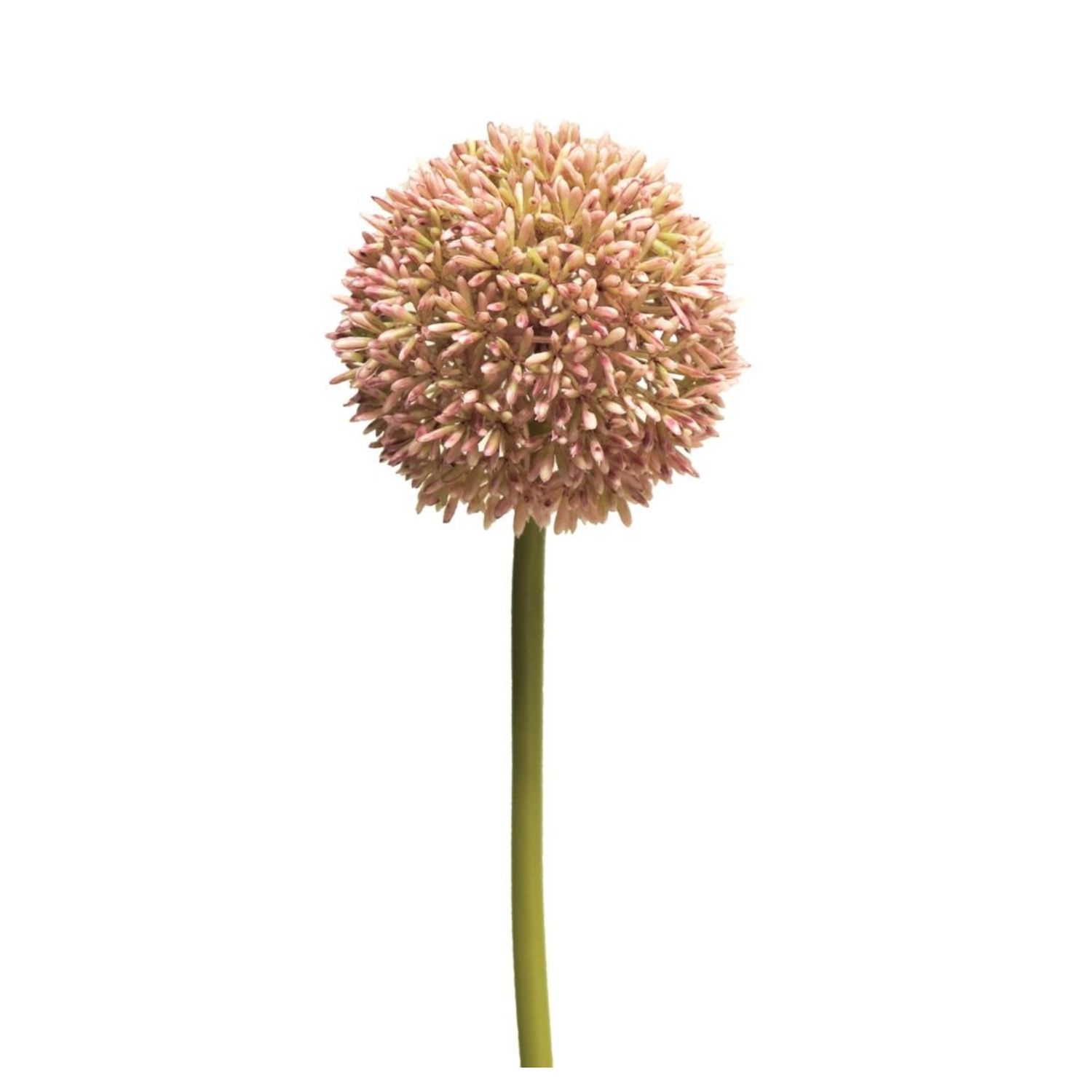Allium pink
