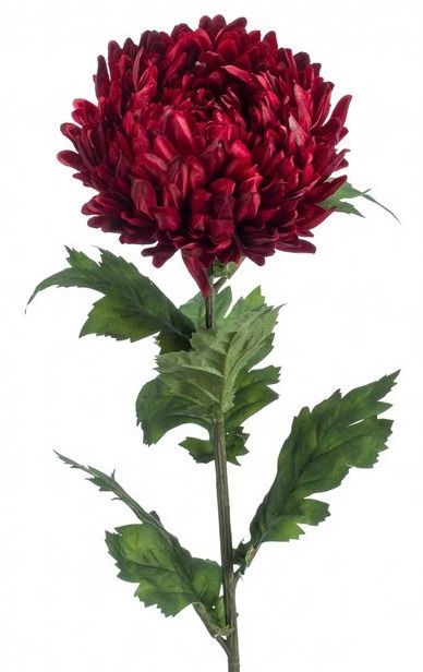 Chrysant iba red